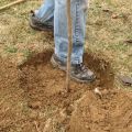 Cómo plantar correctamente un manzano en suelo arcilloso, los materiales y herramientas necesarios.