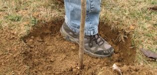 Wie man einen Apfelbaum richtig in Lehmboden pflanzt, die notwendigen Materialien und Werkzeuge