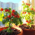 Πώς να καλλιεργήσετε και να φροντίσετε ντομάτες στο περβάζι στο σπίτι για αρχάριους