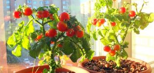 Ako pestovať a starať sa o paradajky na parapete doma pre začiatočníkov