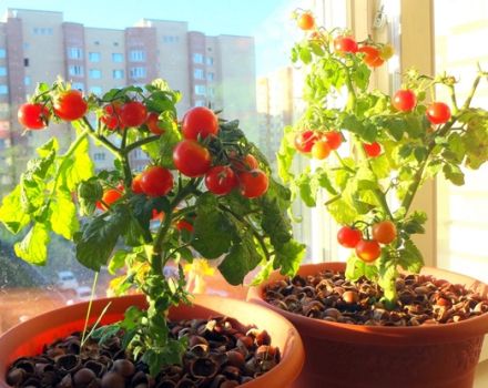 Jak pěstovat a starat se o rajčata na parapetu doma pro začátečníky