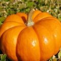Description of varieties of large-fruited pumpkin Rossiyanka, Sweetie, Kroshka, 100-pound and others, their cultivation