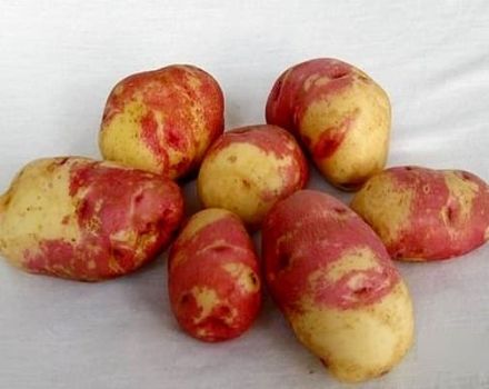 Beskrivning av potatisvaror Ivan da Marya och Ivan da Shura, odling och avkastning