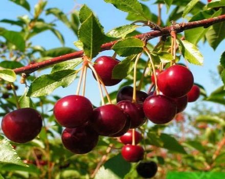 Egenskaper av Novella körsbärsorten, beskrivning av frukt och pollinatorer, plantering och vård