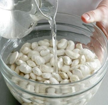 Description of varieties of white beans, useful and harmful properties, cultivation