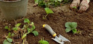 Hoe stap voor stap aardbeien in augustus met een snor te vermeerderen en te planten