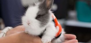 Beschrijving en classificatie van decoratieve konijnen en hoe het ras te bepalen