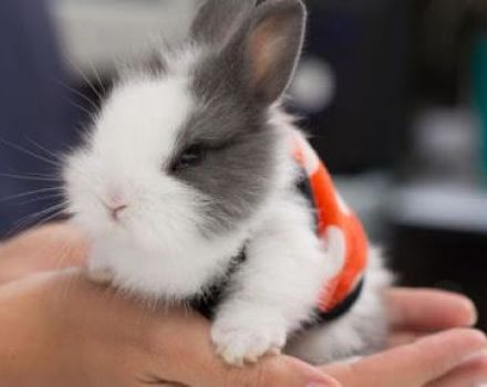Beskrivning och klassificering av dekorativa kaniner och hur rasen ska bestämmas
