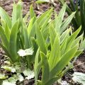 Warum Iris nicht blühen kann, was zu tun ist, wenn Blätter in Ruhe gelassen werden, Ursachen und Behandlung