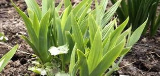 Pourquoi les iris peuvent ne pas fleurir, que faire si les feuilles seules, les causes et le traitement