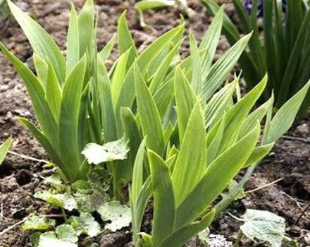Why irises may not bloom, what to do if leaves alone, causes and treatment