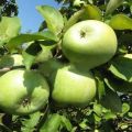 Opis i karakteristike sorte jabuka Semerenko, prednosti i štete i značajke uzgoja