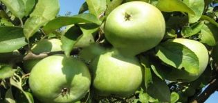 Beskrivning och egenskaper hos Semerenko äpplesort, fördelarna med och skadorna på odlingen
