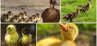 Why do ducklings' eyes stick together and what to do, how to treat and prevent