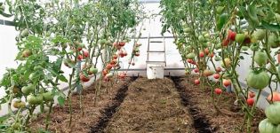 Hur och vad man ska bära tomater i ett växthus och öppet fält