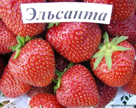 Beskrivning och egenskaper hos Elsanta jordgubbsorten, odling och vård