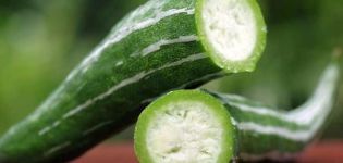 Funktioner av växande armensk gurka, dess beskrivning, plantering och vård