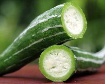 Features of growing Armenian cucumber, its description, planting and care