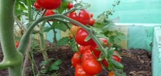 Pomidorų veislės „Rowan“ granulės aprašymas, jų savybės ir derlius