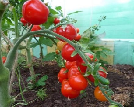 Beschreibung der Tomatensorte Rowan Beads, ihrer Eigenschaften und ihres Ertrags