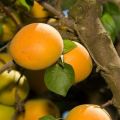 Beskrivning av aprikosvariet Sibiryak Baikalova, egenskaper hos frukt och odling