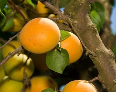 Descrizione della varietà di albicocche Sibiryak Baikalova, caratteristiche di fruttificazione e caratteristiche di coltivazione