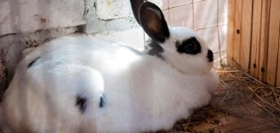 Jak dlouho trvá těhotenství u králíků a jak určit plodnost, péče