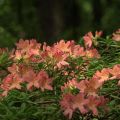 Výsadba a starostlivosť o rododendrony na Sibíri, výber najlepších odrôd