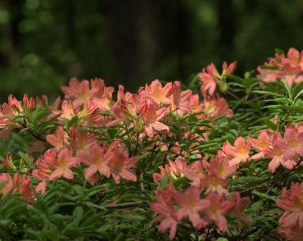 Planter et entretenir les rhododendrons en Sibérie, en choisissant les meilleures variétés