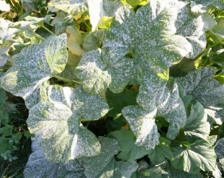 Behandling av sjukdomar i gurkor i växthuset efter plantering, medel för bearbetning