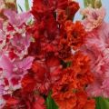 Dôvody, prečo môže gladioly zmeniť farbu a vplyv chorôb na farbu