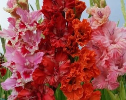 Priežastys, kodėl gladioliai gali pakeisti spalvą, ir ligų poveikis spalvai