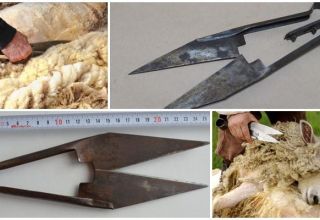 Varieties of shears for shearing sheep and how to choose a device, how much they cost