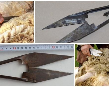 Odmiany nożyc do strzyżenia owiec i jak wybrać urządzenie, ile kosztują