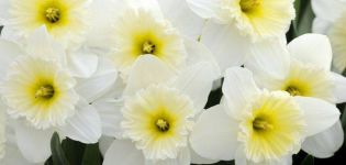 Beschrijving en kenmerken van de Narcis-variëteit Ice Fallis, plant- en verzorgingskenmerken