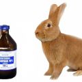 Instrucciones para el uso de ácido láctico para conejos y contraindicaciones.