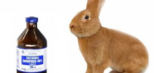 Pokyny na použitie kyseliny mliečnej pre králiky a kontraindikácie