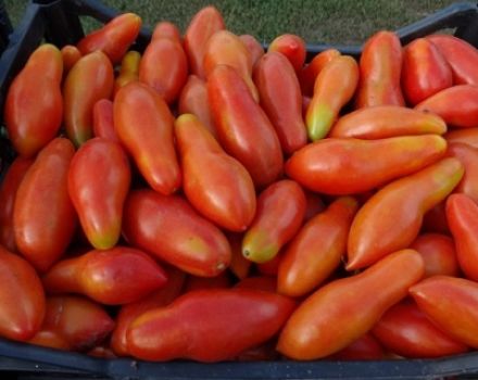 Egenskaper och beskrivning av variationen av tomatbananapelsin