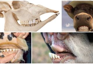 Uspořádání a stomatologické složení krávy, anatomie struktury čelisti skotu