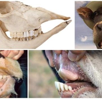 Usporiadanie a zubný vzorec kravy, anatómia štruktúry čeľuste hovädzieho dobytka
