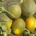 Popis odrůdy melounů Kolkhoznitsa, pěstitelských funkcí a výnosů