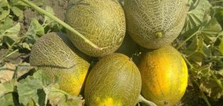 Description de la variété de melon Kolkhoznitsa, caractéristiques de culture et rendement