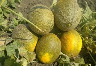 Kolkhoznitsa melones šķirnes apraksts, audzēšanas īpatnības un raža