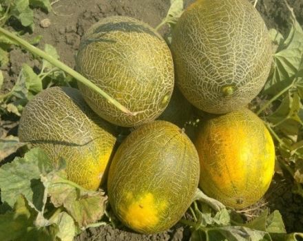 Beskrivning av melonsorten Kolkhoznitsa, odlingsegenskaper och utbyte
