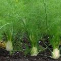 Growing from seeds and caring for fennel in the open field, how to save for the winter and varieties