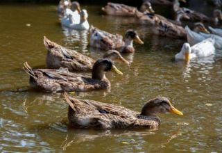 Ako kŕmiť divoké kačice doma, ako ich krotiť a rozmnožovať