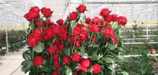 Beskrivning av de bästa varianterna av holländska rosor, planteringsfunktioner och skadedjursbekämpning