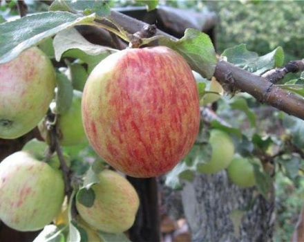 Opis a charakteristika jablone pruhovanej Orlovskoe, výsadba a starostlivosť