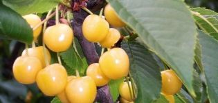 Descrizione e caratteristiche della varietà di ciliegie Chermashnaya, impollinatori e coltivazione