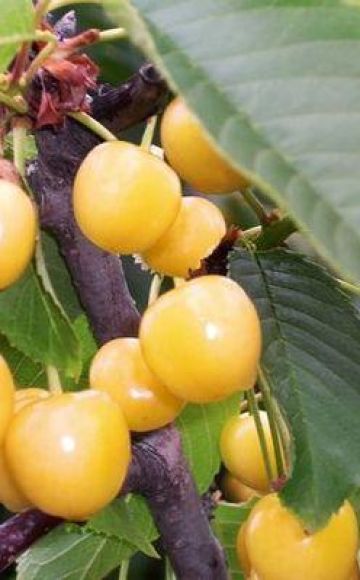 Descripción y características de la variedad de cereza Chermashnaya, polinizadores y cultivo.